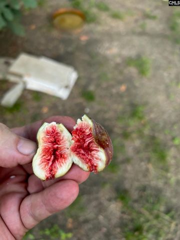 1123 Pine Street, West Columbia, SC 29172