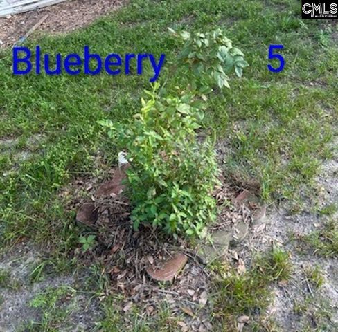 1123 Pine Street, West Columbia, SC 29172