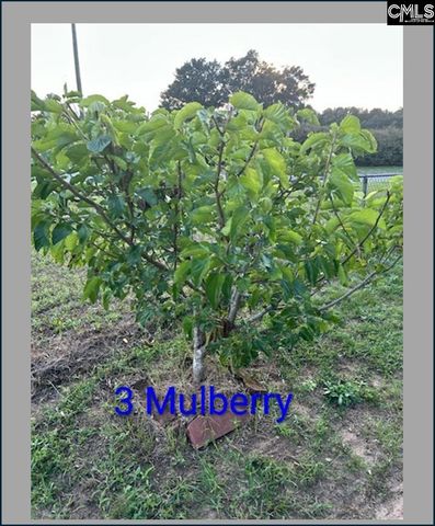 1123 Pine Street, West Columbia, SC 29172