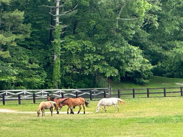 3622 Sandy Ford Road, Clayton, GA 30525