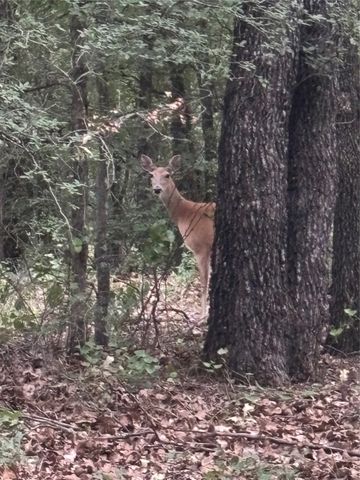 316 County Road 458, De Leon, TX 76444