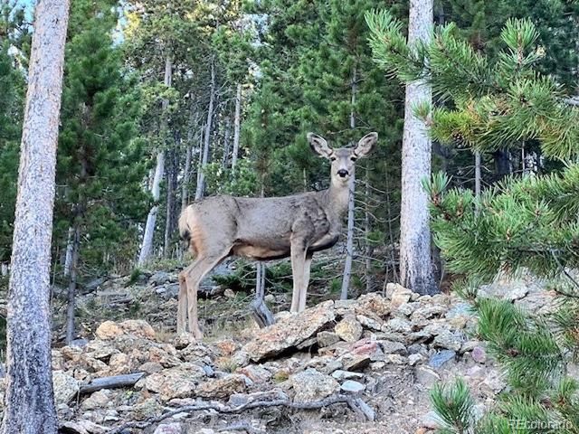 86 Yarrow Trl, Evergreen, CO 80439