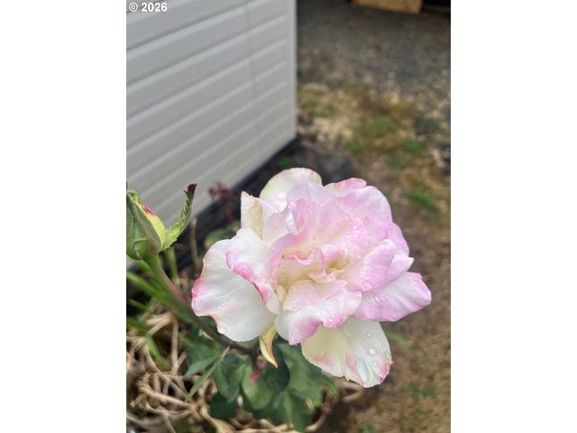 1453 C St, Springfield, OR 97477