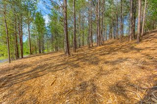 19 Turkey, Flintstone, GA 30725