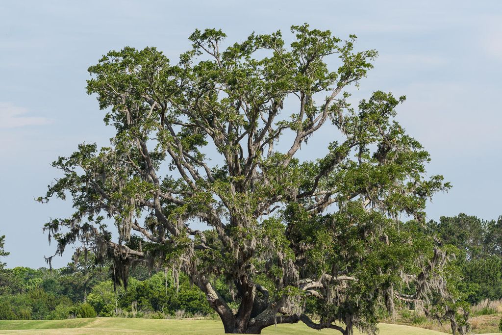 Image 37 of property listing at 4066 Gnarled Oaks Lane, Johns Island, SC 29455