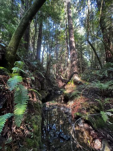 2081 Joy Rd, Occidental, CA 95465