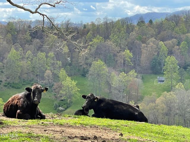 146 Bear Cage Road, Roan Mountain, TN 37687