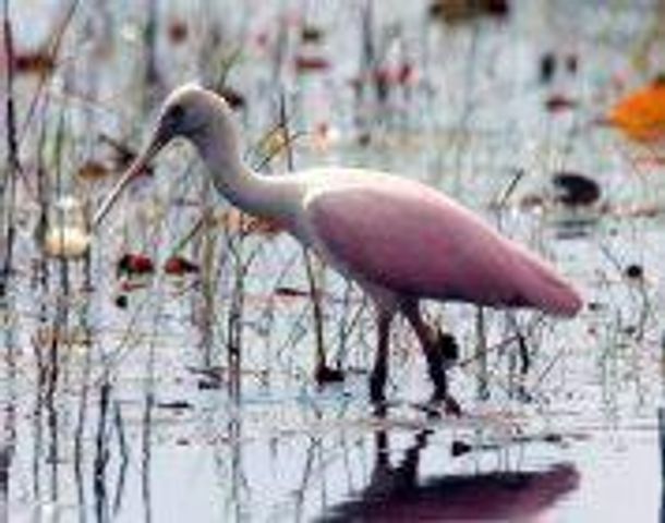 11447 SW Lake Park Drive, Port St Lucie, FL 34987