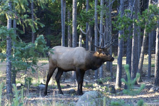 31371 Shadow Mountain Drive, Conifer, CO 80433