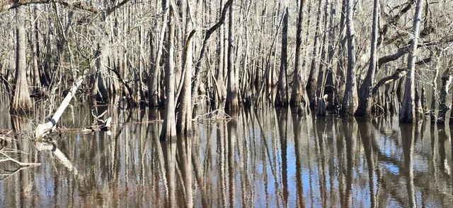 415 Locust Tree Ct., Gresham, SC 29546