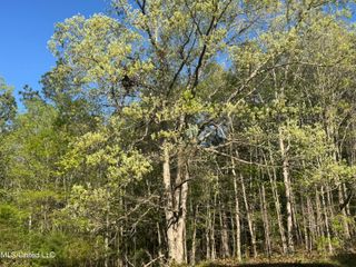 Liberty Church Road, Ashland, MS 38603