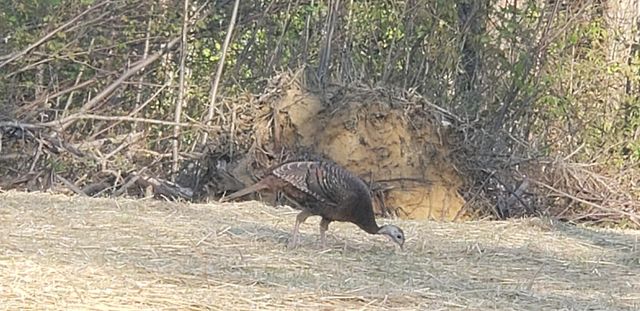 3155 Pigeon Spur Road, Tracy City, TN 37387