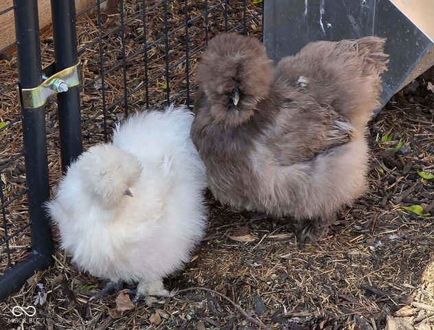 1137 E 10th Street, Indianapolis, IN 46202