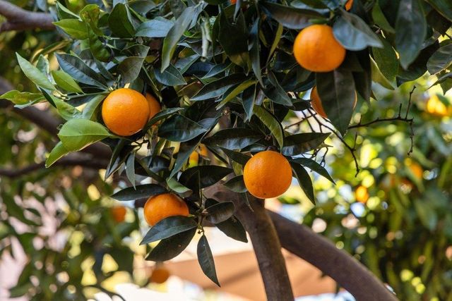 9600 Golf Links, Oakland, CA 94605