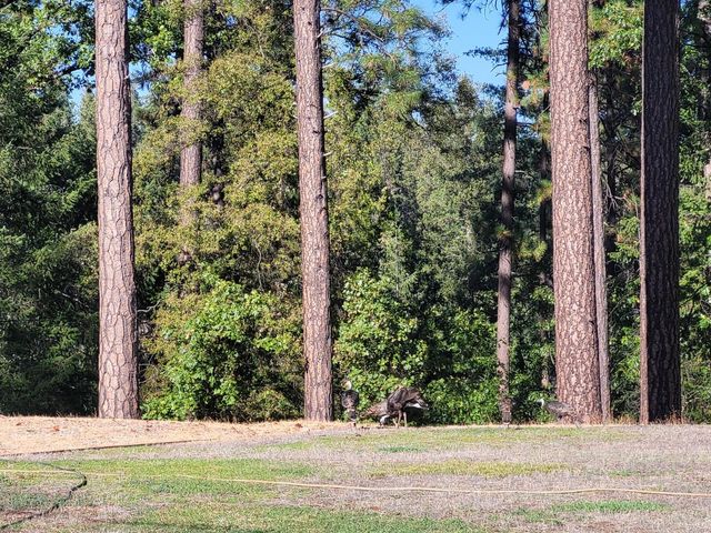 21607 Rambling Rd, Grass Valley, CA 95945