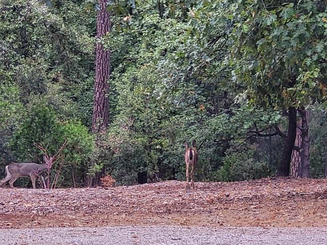 21607 Rambling Rd, Grass Valley, CA 95945