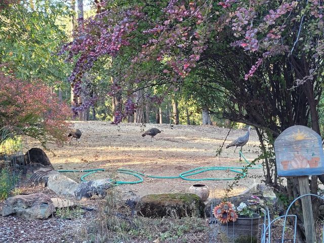 21607 Rambling Rd, Grass Valley, CA 95945