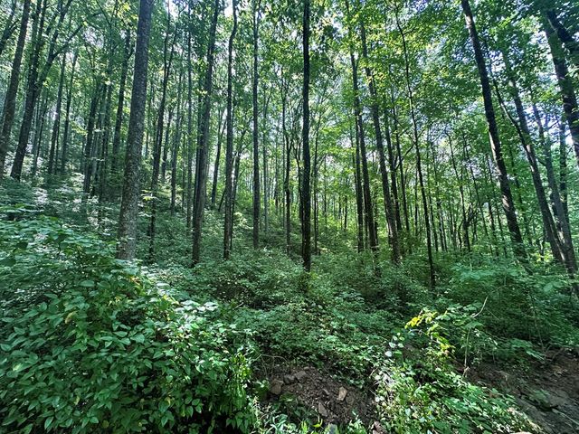 00 Burnt Leaf, Hayesville, NC 28904