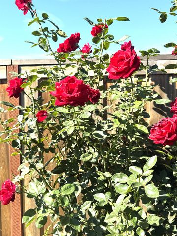 1626 Stepney Way, Plumas Lake, CA 95961