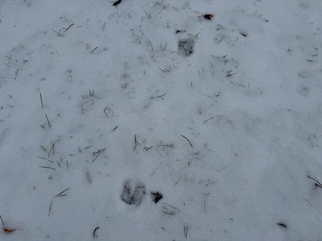 16351 S Oakley Road, Chesaning Twp, MI 48616