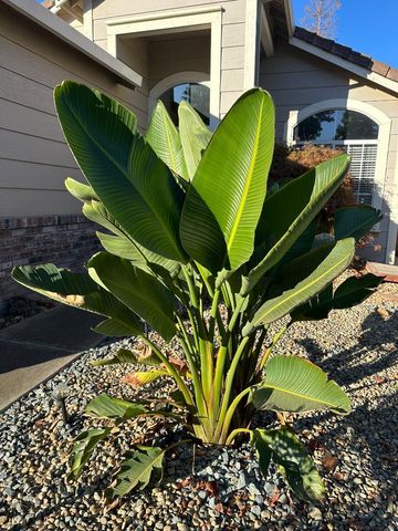 9316 Caulfield Drive, Elk Grove, CA 95758