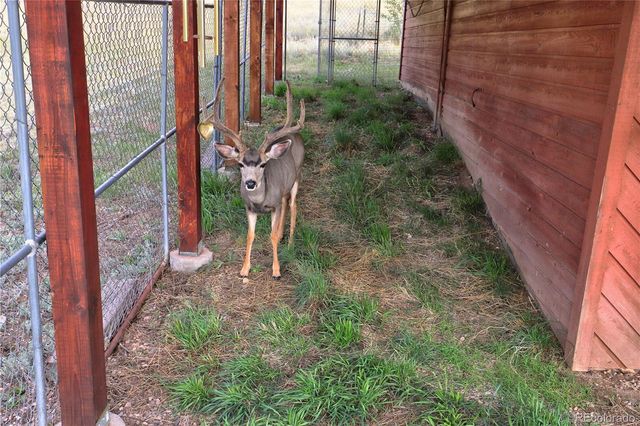 170 Blackbird Drive, Bailey, CO 80421