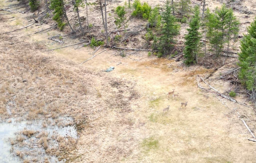 Nhn 120 Acres South, Eureka, MT 59917 photo 23