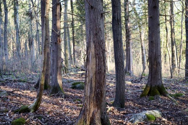 TBD Blueberry Lane, Waldo, WI 53093