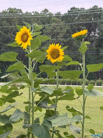 5815 Georgia Mountain Road, Guntersville, AL 35976