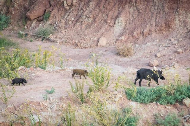 12251 MONTANA Way, Amarillo, TX 79118