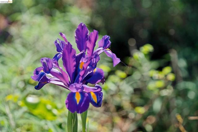 1698 La Loma Ave, Berkeley, CA 94709