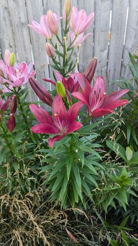 227 Eldred Street, Battle Creek, MI 49015