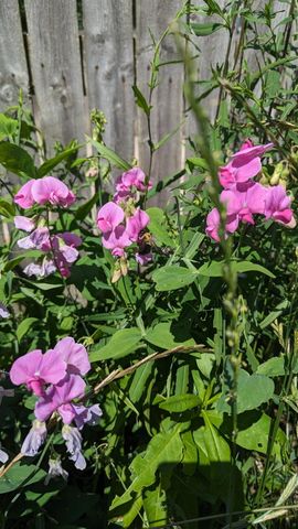 227 Eldred Street, Battle Creek, MI 49015