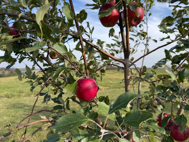 920 Amelia Court NE, Montgomery, MN 56069