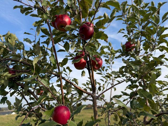 920 Amelia Court NE, Montgomery, MN 56069