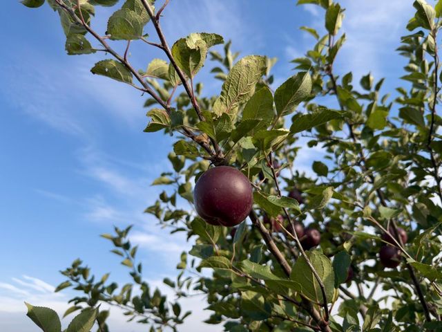 920 Amelia Court NE, Montgomery, MN 56069