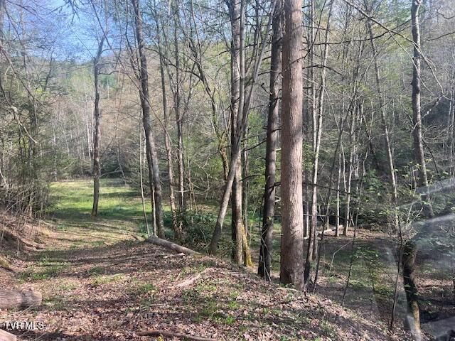 Tbd Spivey Mountain Road Road, Erwin, TN 37650