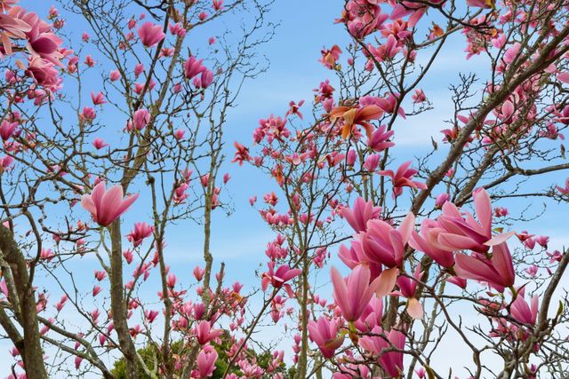 662 Calmar Ave., Oakland, CA 94610