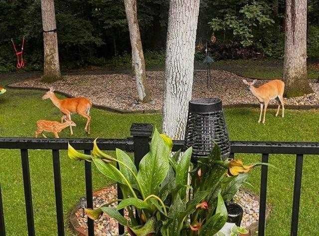 1111 S Shore Drive, Detroit Lakes, MN 56501