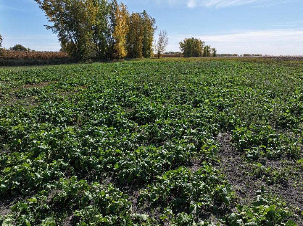 TBD Co Rd 3, Cogswell, ND 58017 — photo 3