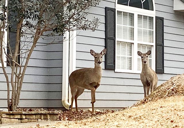 111 Seneca Way, Ellijay, GA 30540