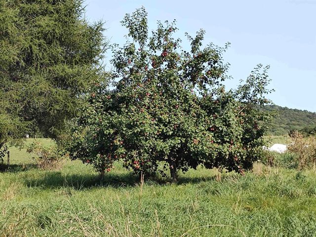 1519 Whittier Hill Road, Cabot, VT 05647