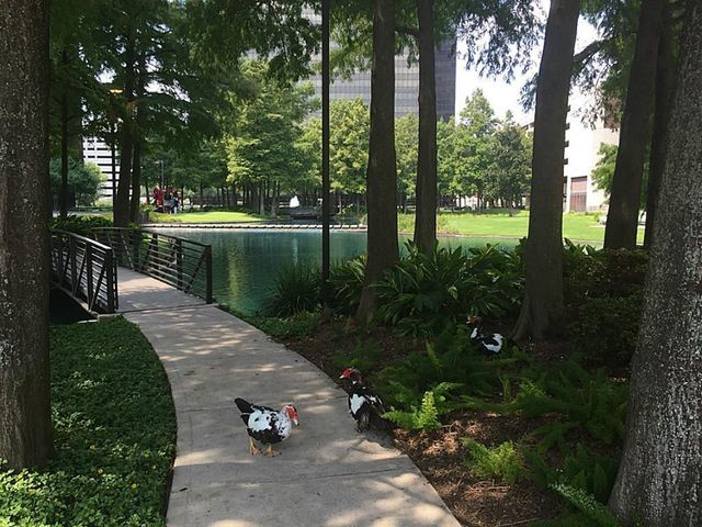 5005 Hidalgo Street 601, Houston, TX 77056