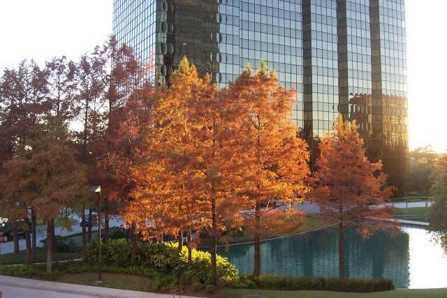 5005 Hidalgo Street 601, Houston, TX 77056