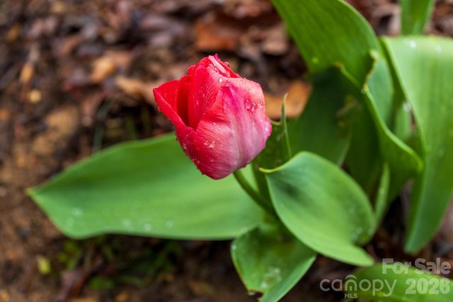 10 Savannah Circle, Leicester, NC 28748