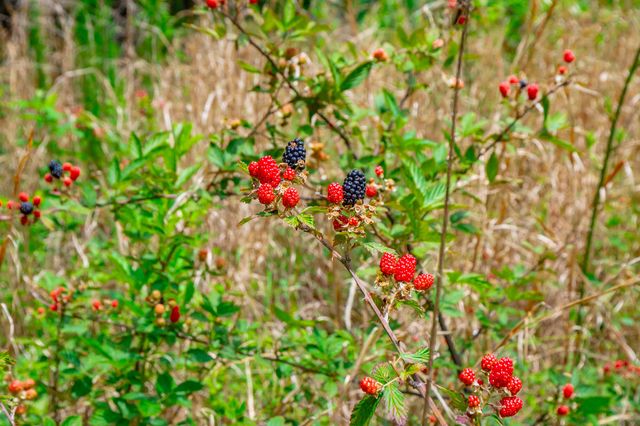 0 Bobcat Trail 213, Jasper, TN 37347