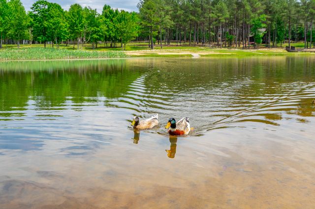 0 Bobcat Trail 213, Jasper, TN 37347