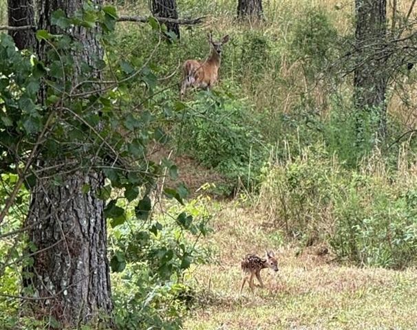 0 Bobcat Trail 213, Jasper, TN 37347