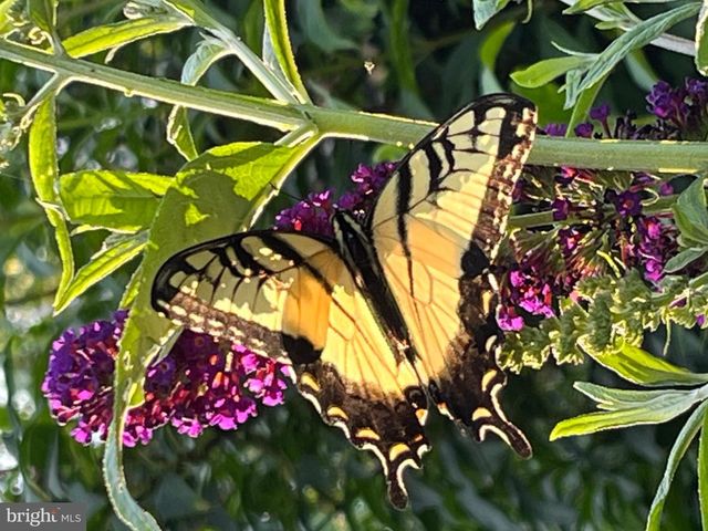 1095 TEXTER MOUNTAIN RD, Robesonia, PA 19551