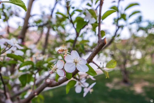 4739 W SNOWFLAKE DR, Highland, UT 84003